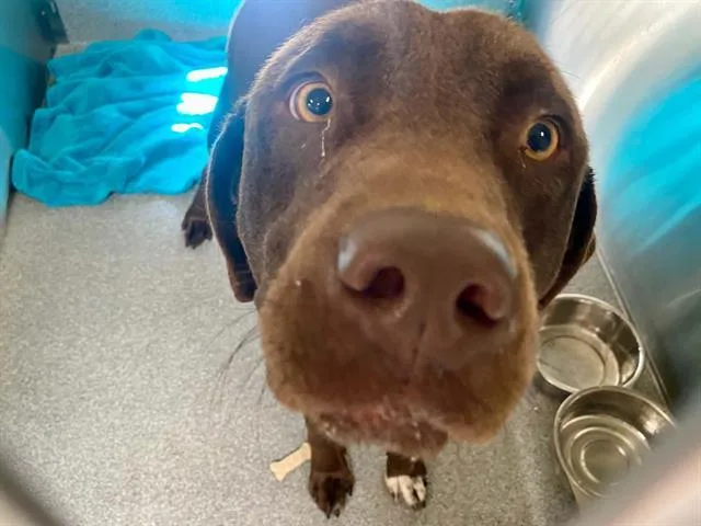 An adult large-sized male Labrador Retriever dog named Buddy for adoption in Tustin, CA