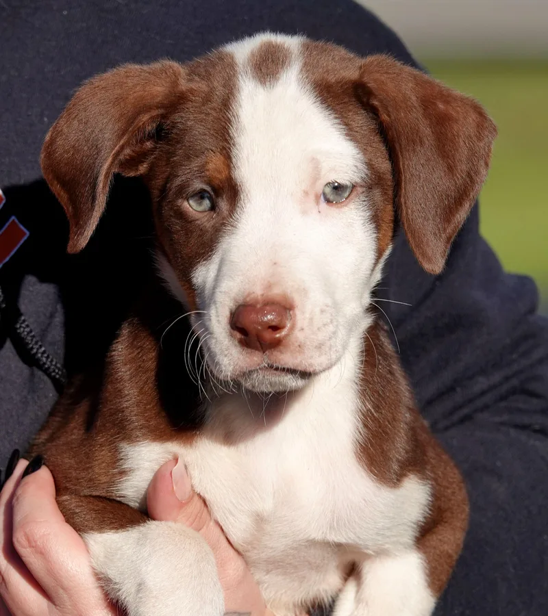 A baby medium-sized male White / Cream Terrier dog named Mallo for adoption in Millfield, OH