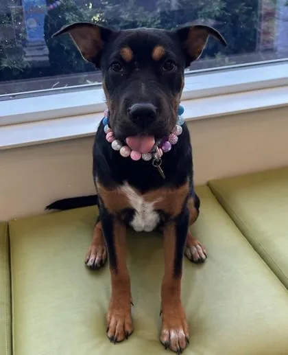 A young medium-sized female Tricolor (Brown, Black, & White) Pit Bull Terrier dog named Grace for adoption in Downers Grove, IL