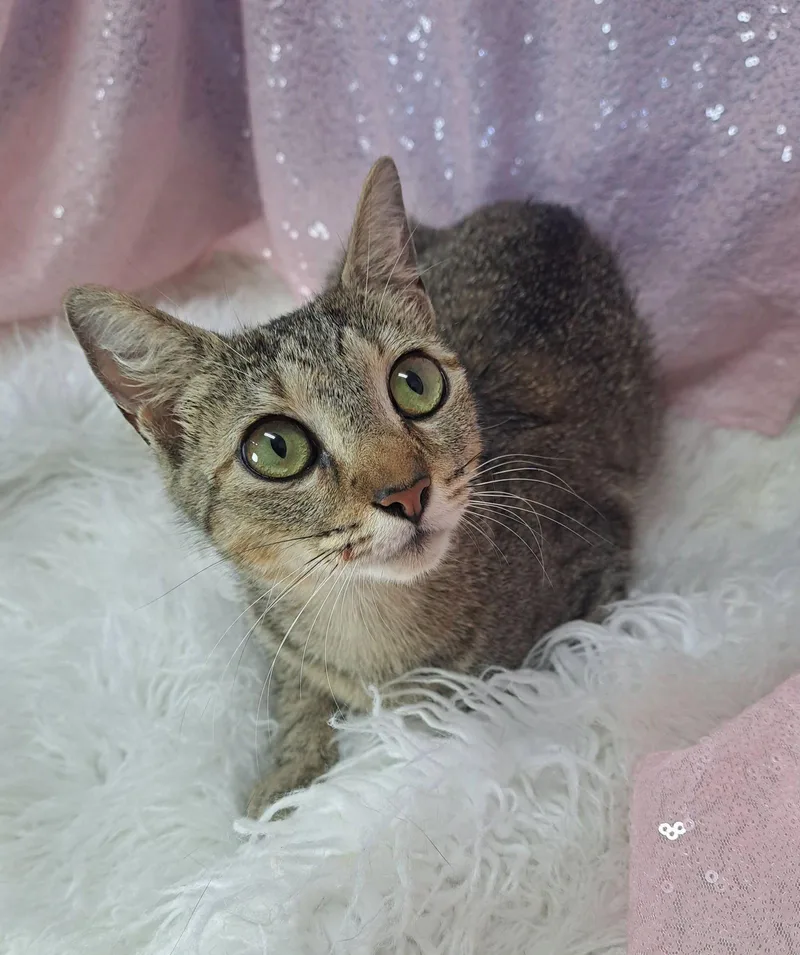 An adult medium-sized female Domestic Short Hair cat named Freya for adoption in Clarkesville, GA