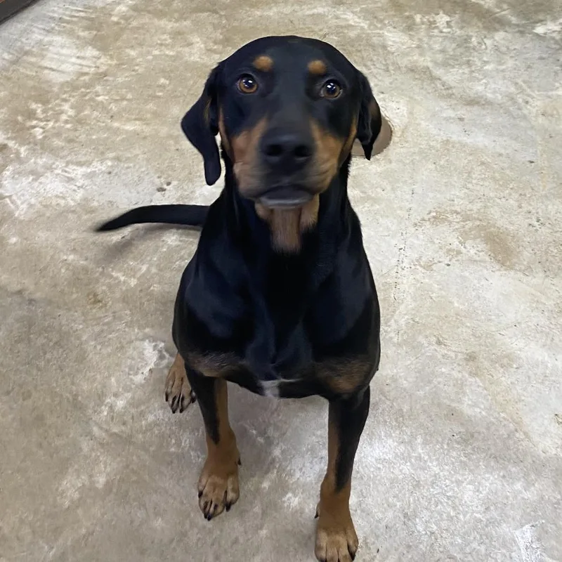 Ranger  T thumbnail 2