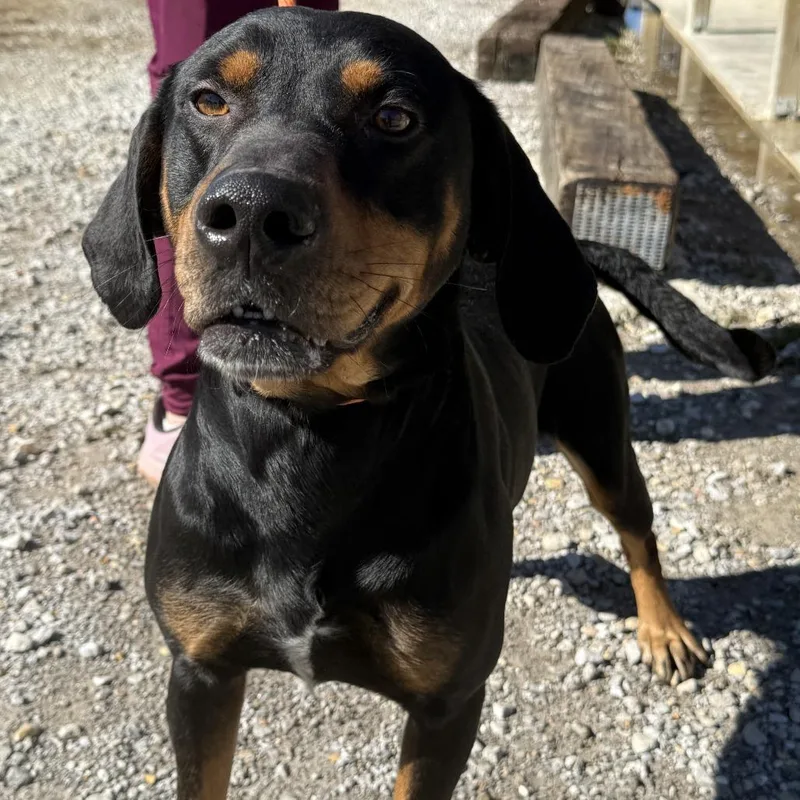 Ranger  T thumbnail 3