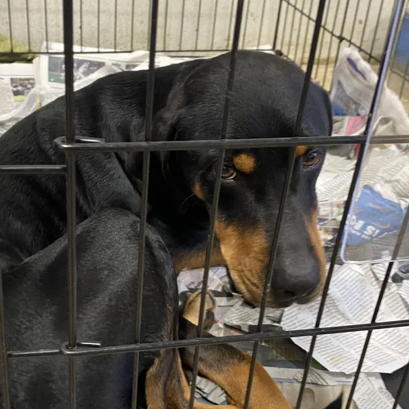 Ranger  T thumbnail 4