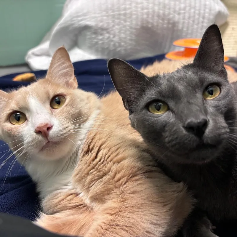 An adult large-sized male Gray / Blue / Silver Domestic Short Hair cat named Sprite for adoption in Providence, RI