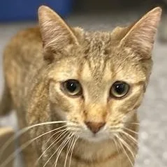 An adult medium-sized female Buff / Tan / Fawn Domestic Short Hair cat named Anna for adoption in Ocean Isle Beach, NC
