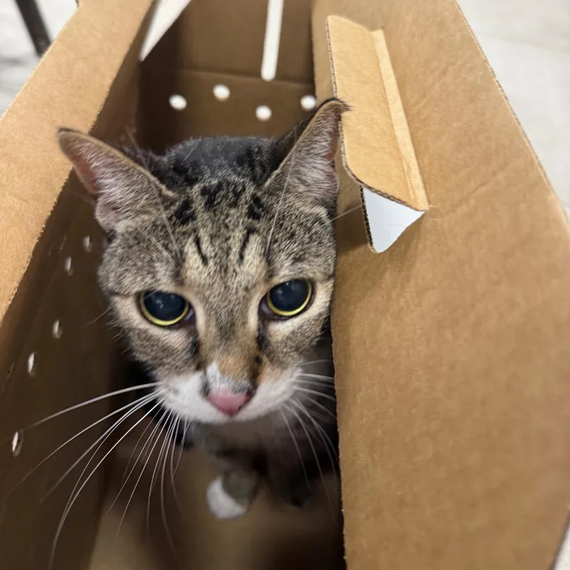 A senior small-sized male Brown / Chocolate Domestic Short Hair cat named Cheetah for adoption in Newark, NJ