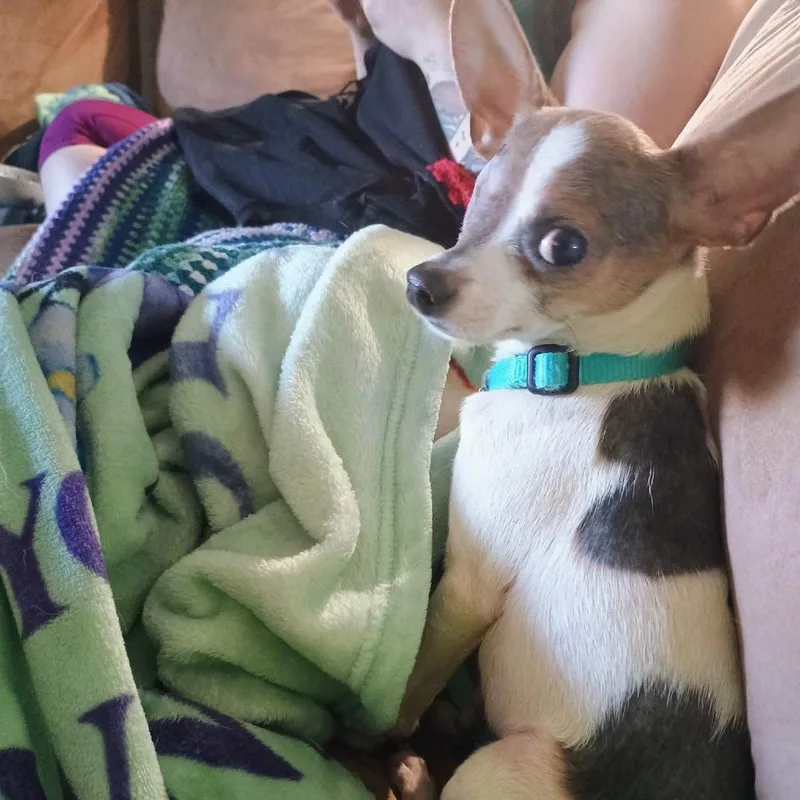 A young small-sized male White / Cream Chihuahua dog named Corbin for adoption in Blair, WI