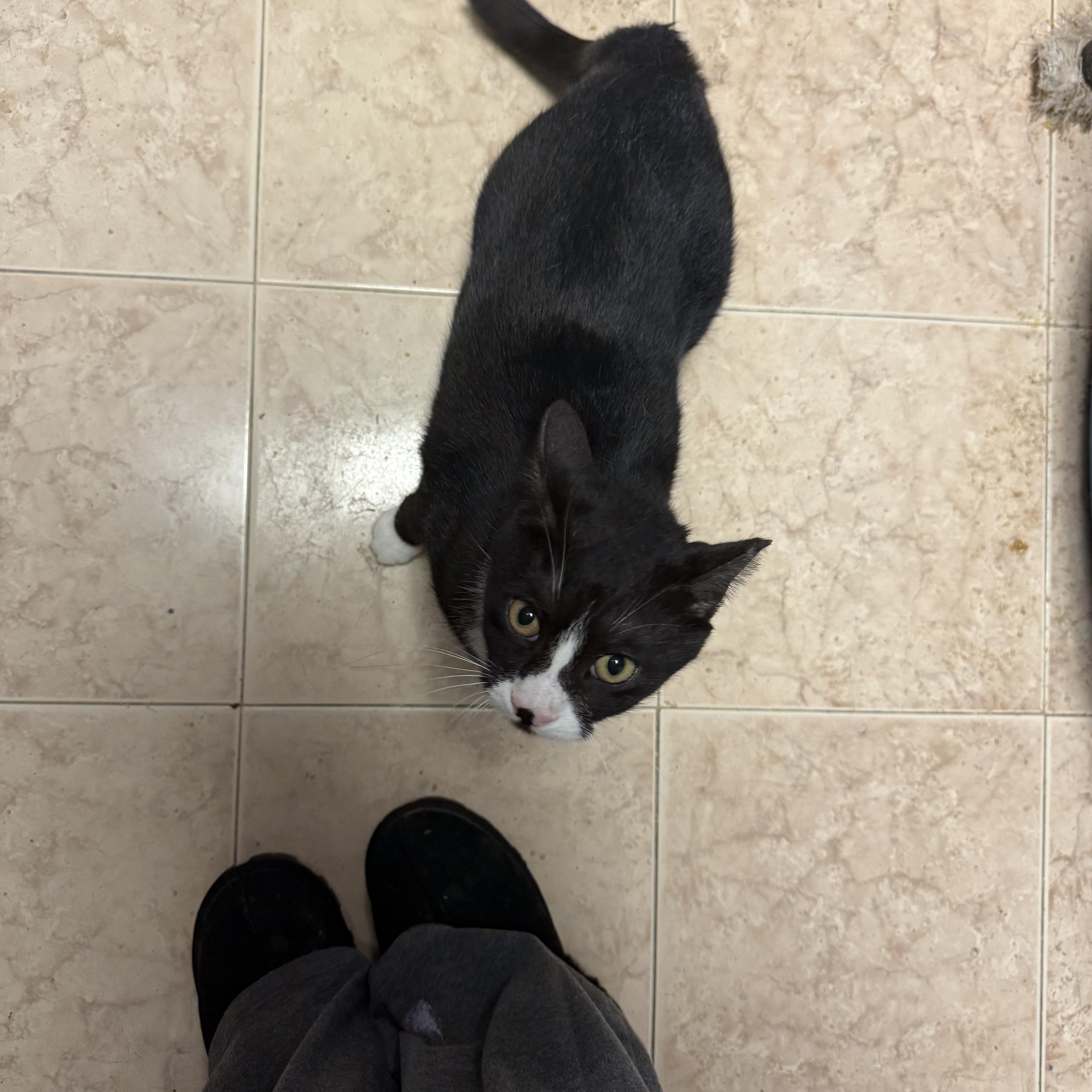 An adult medium-sized female Black & White / Tuxedo Domestic Short Hair cat named Sugar Plum for adoption in Freeport, NY
