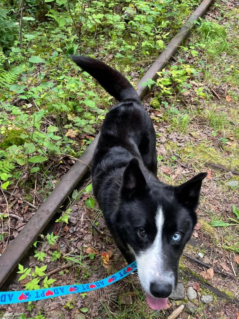 An adult medium-sized male Husky dog named Lucky Bear for adoption in Lunenburg, VT