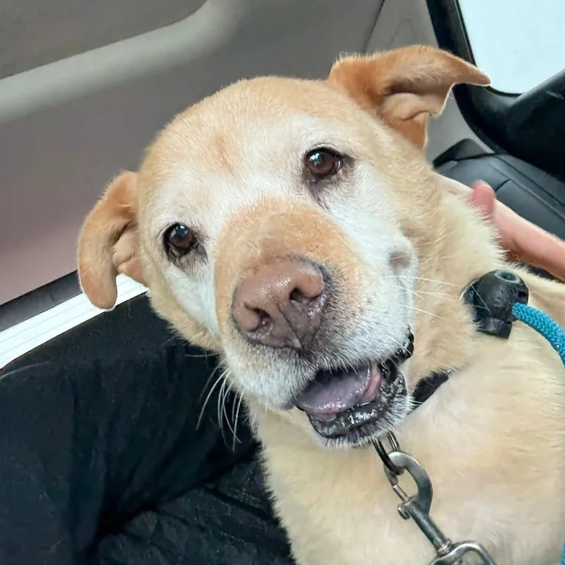 Tyler Brownie thumbnail 2