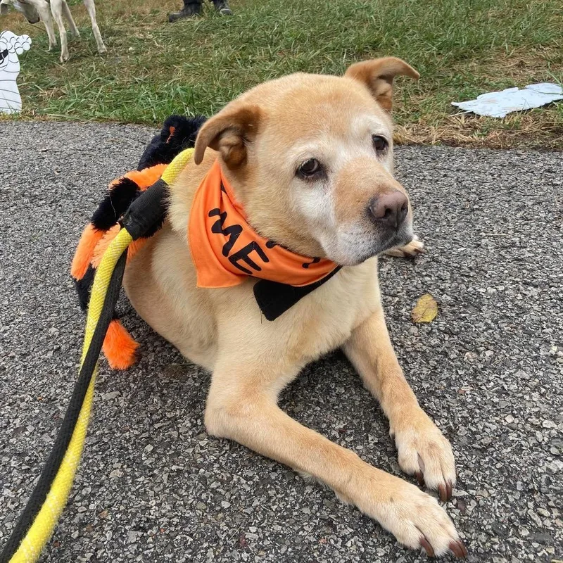 Tyler Brownie thumbnail 3