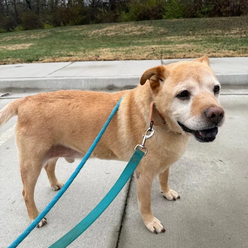 Tyler Brownie thumbnail 4