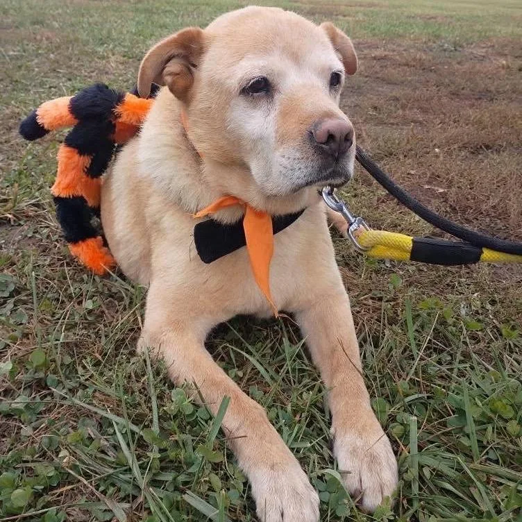 Tyler Brownie thumbnail 5