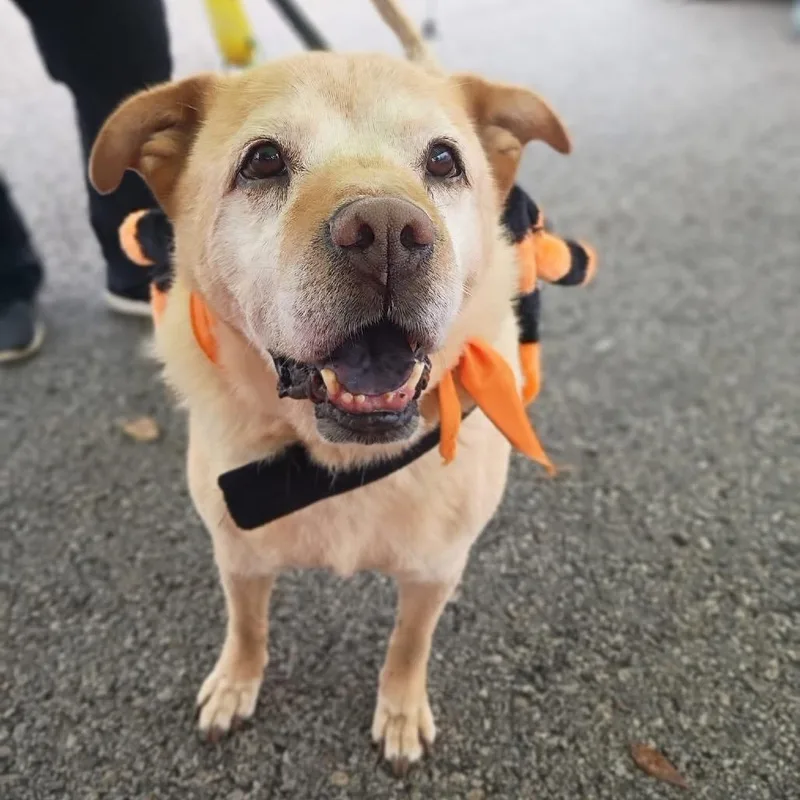 Tyler Brownie thumbnail 6