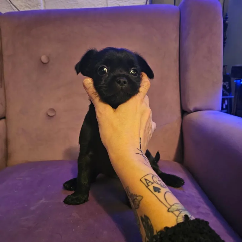 Corned Beef thumbnail 3