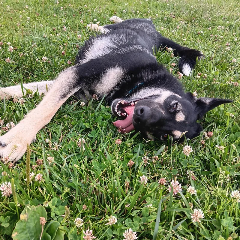 A young large-sized female Tricolor (Brown, Black, & White) German Shepherd Dog dog named Gnocchi for adoption in Richmond, TX