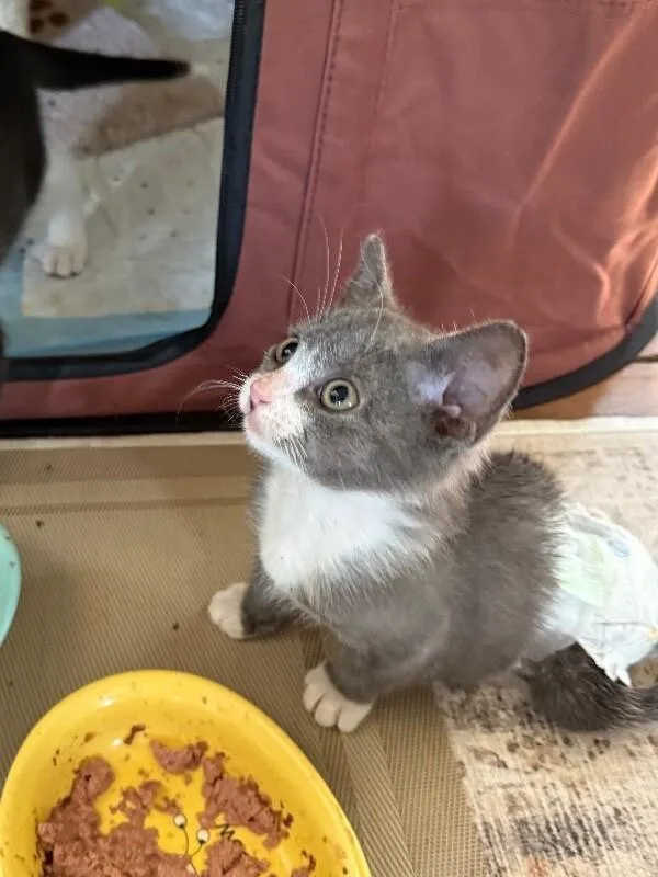 A baby medium-sized female Gray & White Domestic Short Hair cat named Honey Lovett for adoption in Colmar, PA