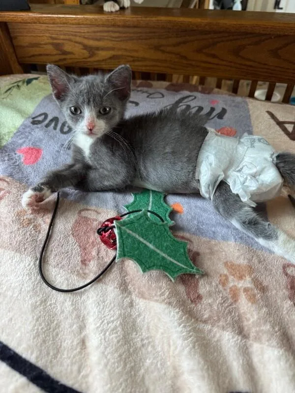 Honey Lovett thumbnail 2