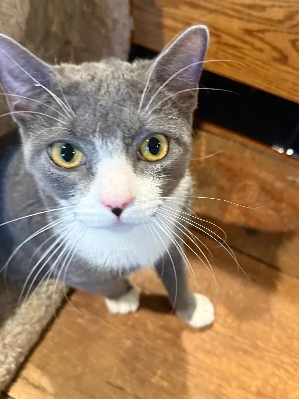 Honey Lovett thumbnail 3