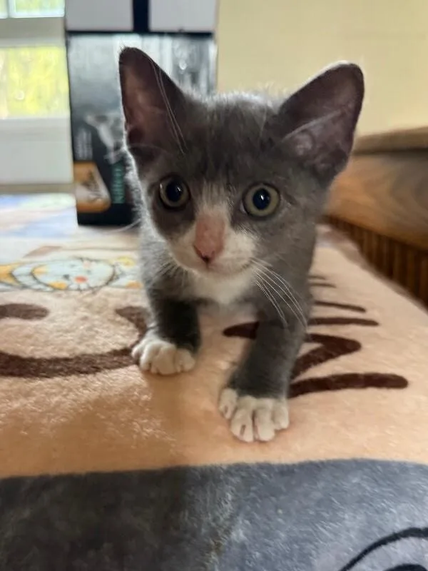 Honey Lovett thumbnail 4