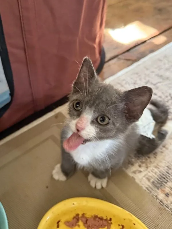 Honey Lovett thumbnail 5