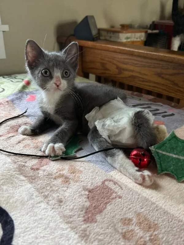 Honey Lovett thumbnail 6