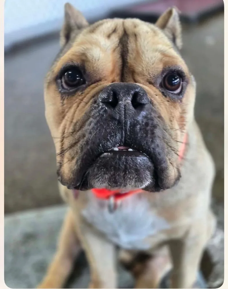 Buster