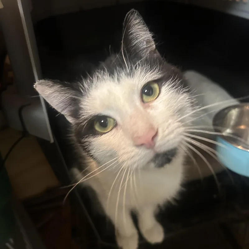 An adult medium-sized female Black & White / Tuxedo Tuxedo cat named Bear for adoption in Kinnelon, NJ