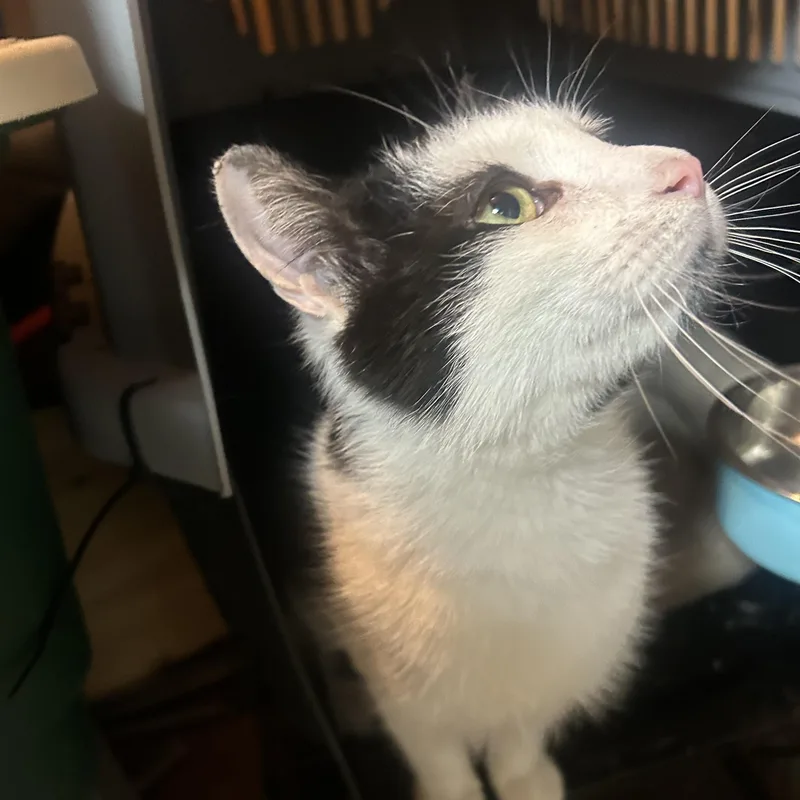Bear thumbnail 2