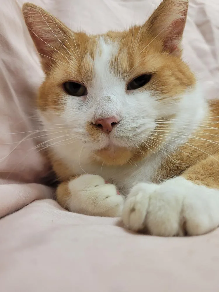 An adult large-sized male Domestic Short Hair cat named Bobbie for adoption in Lorain, OH