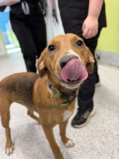 A baby medium-sized female Hound dog named Alaska for adoption in Daytona Beach, FL