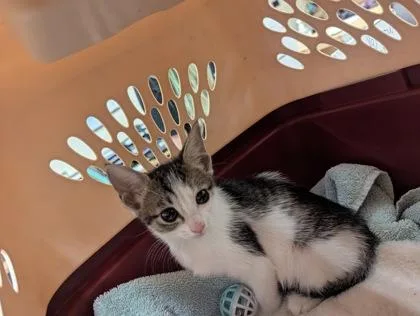 A baby small-sized female Domestic Short Hair cat named Earthworm for adoption in West Chester, PA
