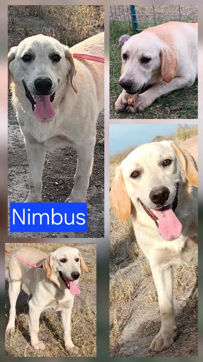 Nimbus thumbnail 3