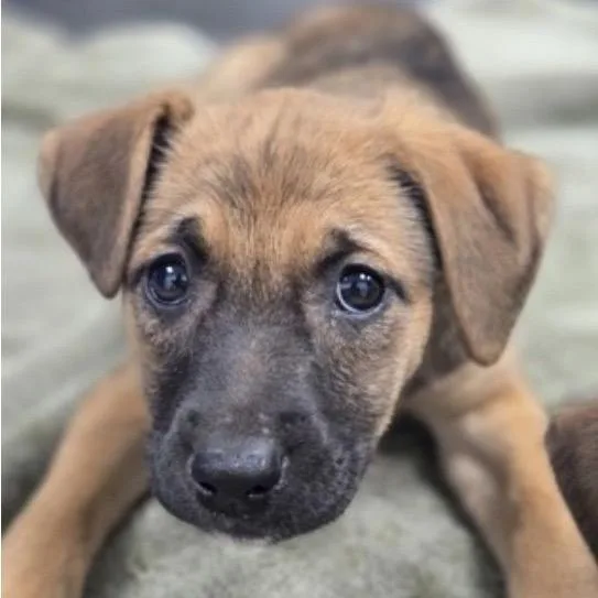 A baby medium-sized female Brown / Chocolate Mixed Breed dog named Bagel for adoption in Alexandria, VA