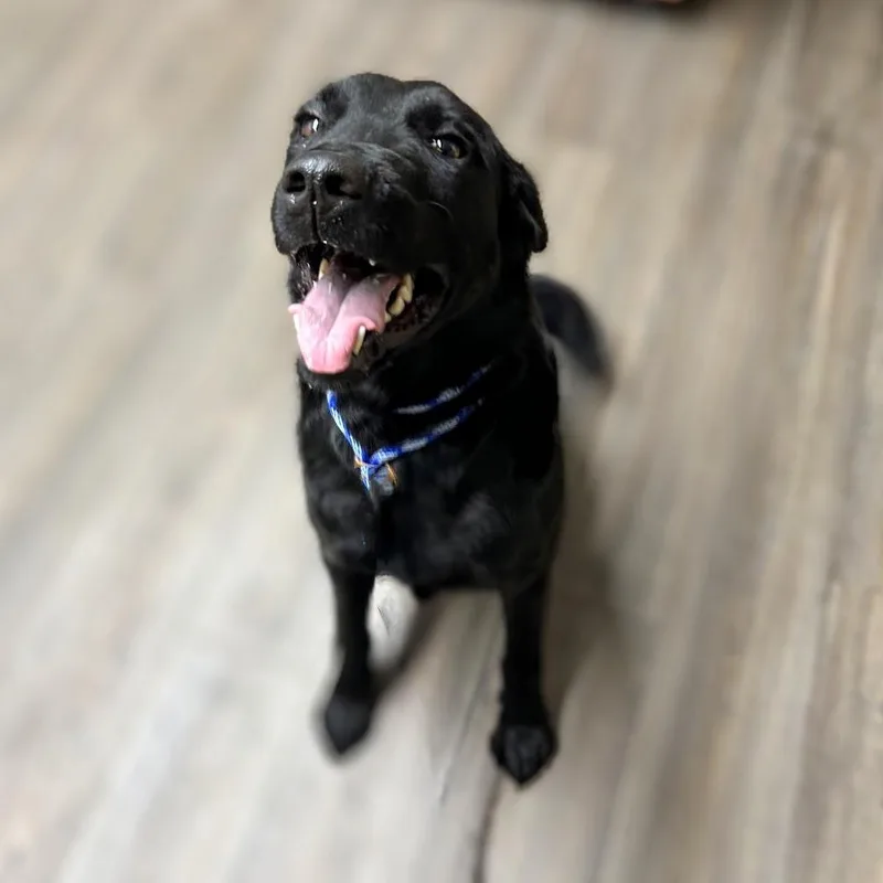 Ollie Offsite Mutts With thumbnail 2