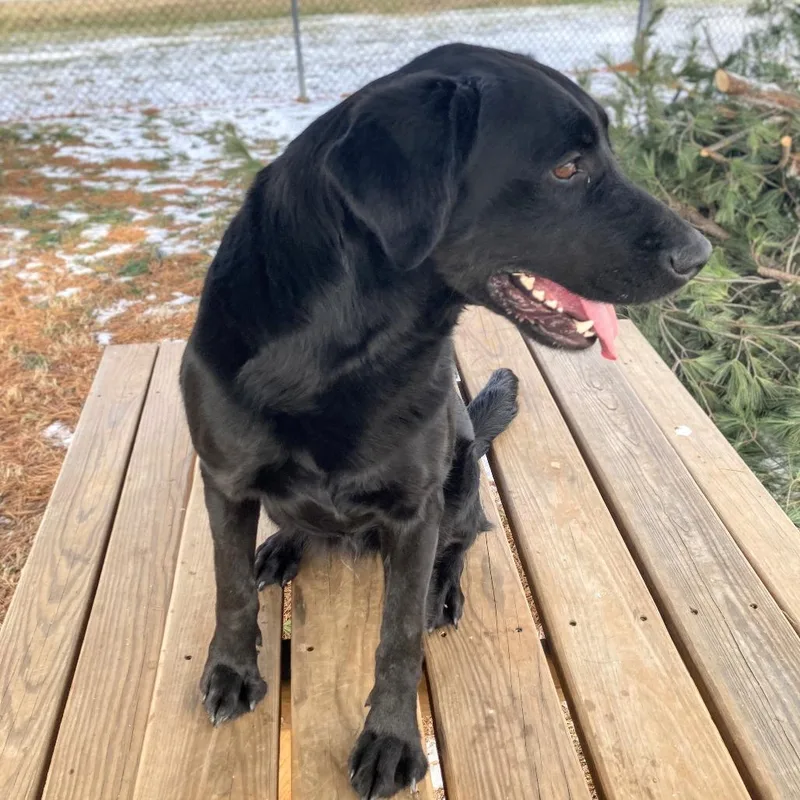 Ollie Offsite Mutts With thumbnail 6