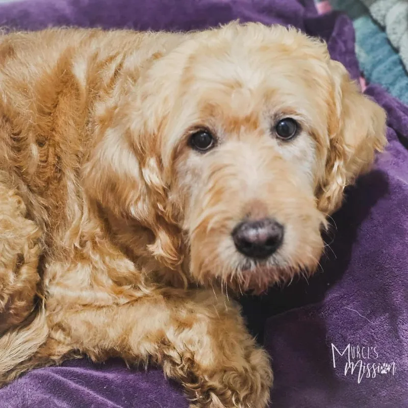 An adult large-sized female Goldendoodle dog named Rozy for adoption in Spokane , WA