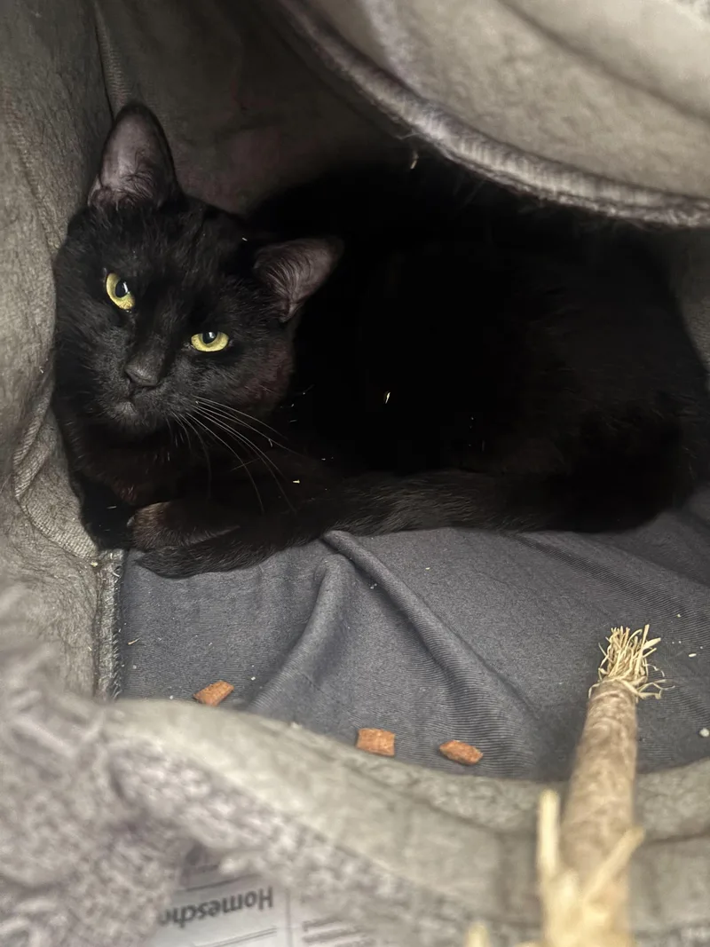 An adult small-sized male Domestic Short Hair cat named Naco Fry Looking For for adoption in Manchester, NH