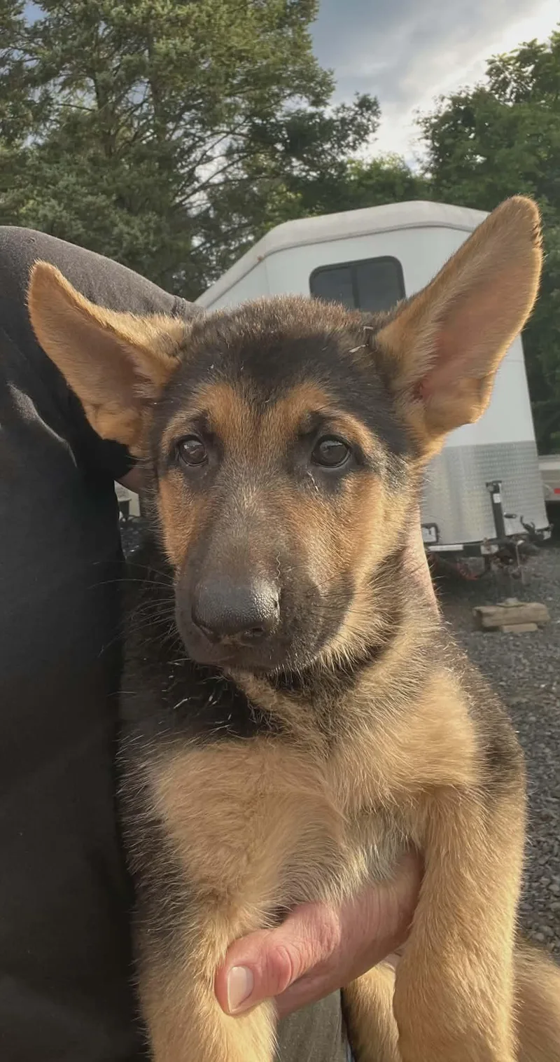 A baby medium-sized female German Shepherd Dog dog named Kaz for adoption in Havertown, PA