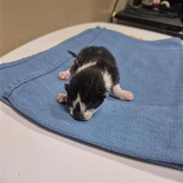Badgerkit