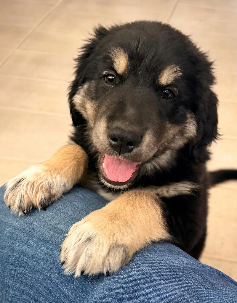 A baby large-sized female Tricolor (Brown, Black, & White) Golden Retriever dog named Olive for adoption in Cerritos, CA