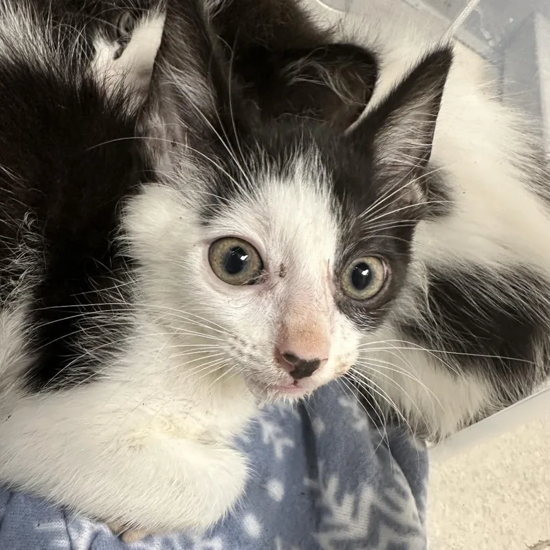A baby small-sized male Black Domestic Short Hair cat named Anchor for adoption in Evansville, IN