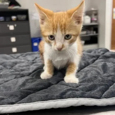A baby small-sized male Orange / Red Domestic Short Hair cat named RembrandtC for adoption in East Saint Louis, IL