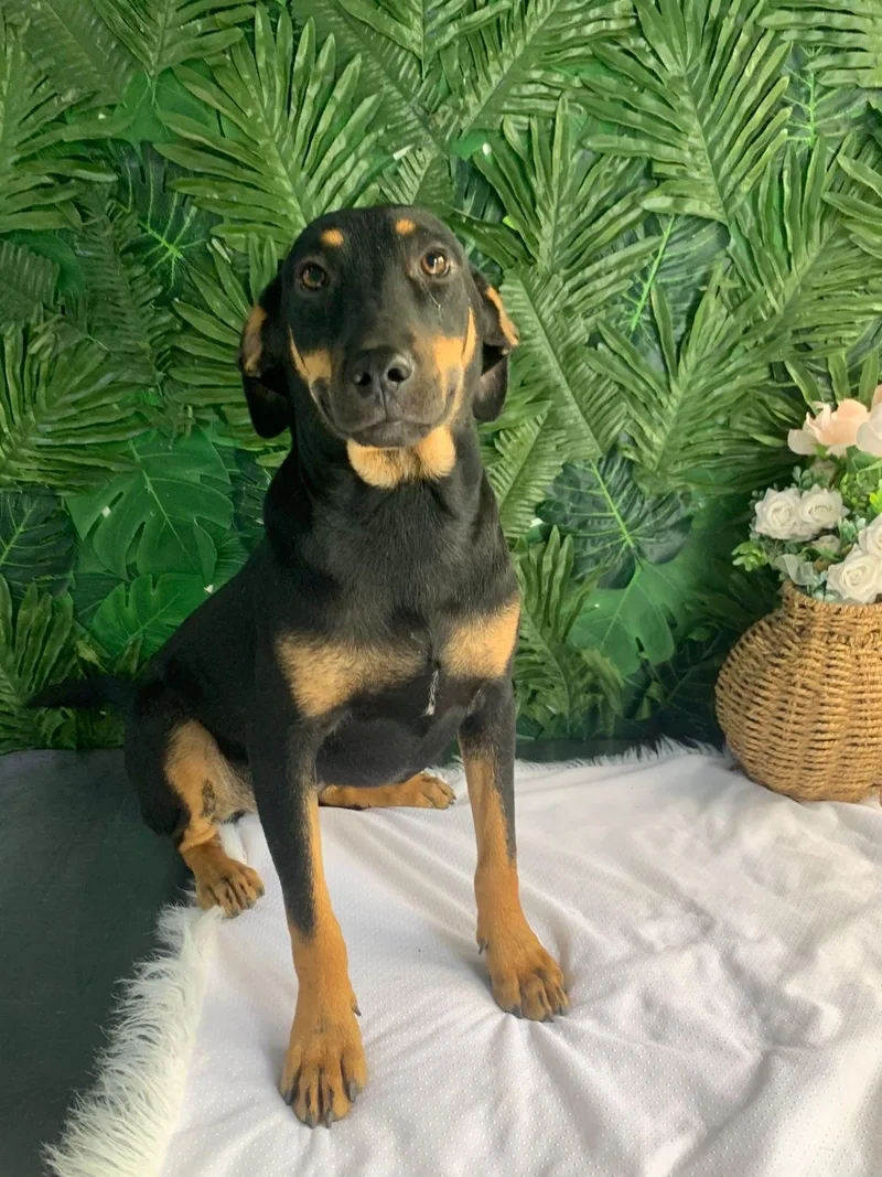 A baby medium-sized female Bicolor Mixed Breed dog named Tarion for adoption in Richmond, VA