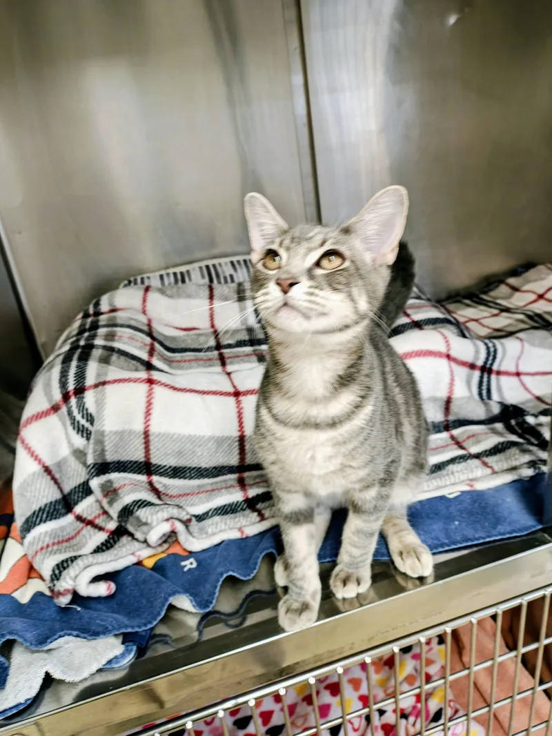 A young medium-sized male Gray & White Domestic Short Hair cat named Sailor for adoption in Centralia, IL