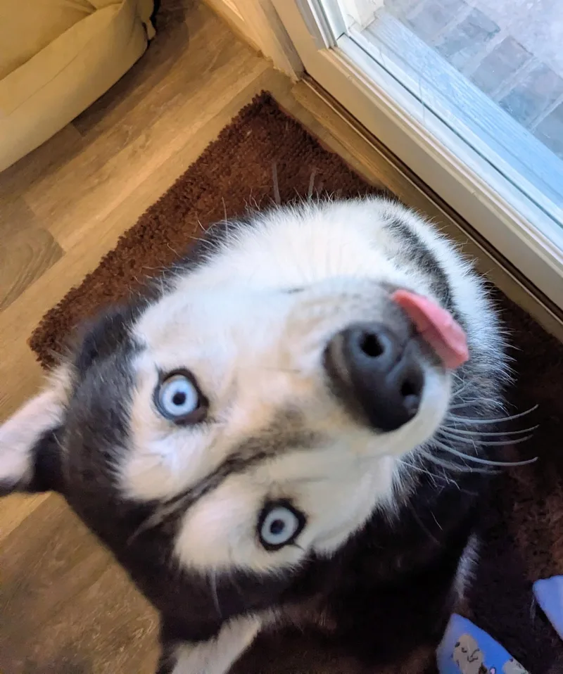 An adult medium-sized female Siberian Husky dog named Dakota for adoption in Pflugerville, TX