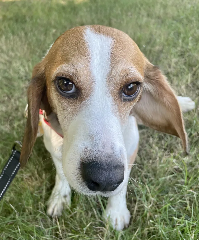 An adult medium-sized male Tricolor (Brown, Black, & White) Beagle dog named Cade for adoption in South Plainfield, NJ