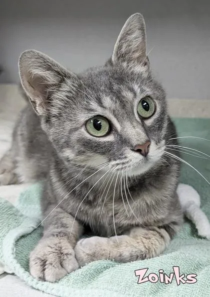 An adult medium-sized female Domestic Short Hair cat named Zoinks for adoption in Mason, MI