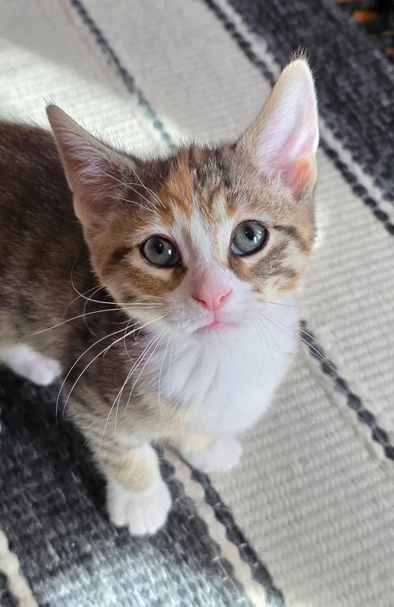 A baby medium-sized female Torbie Torbie cat named Rye for adoption in Saginaw, MI