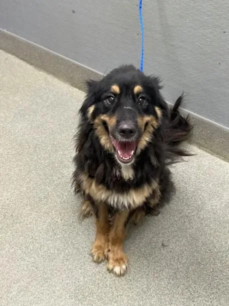 An adult large-sized male German Shepherd Dog dog named Hachi Gordon for adoption in Las Vegas, NV